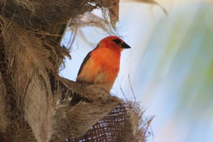Mauritian cardinal