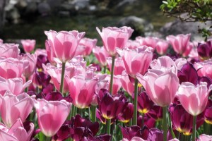 Tulips in the Gardens of Trauttmansdorff Castle