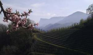View from the Marlinger Waalweg