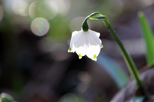 Snowdrop