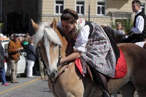 Haflinger horse in Merano