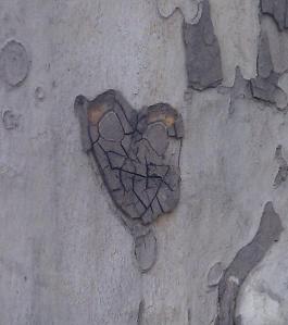 A heart on a tree in Merano