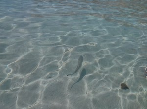 Lampedusa - Isola dei Conigli 