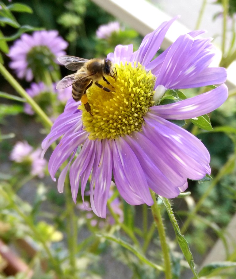 L'ape che si gusta la mia margheritina